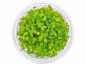 Preview: Kleinblättriger Wassernabel - Hydrocotyle tripartita ´Mini´ in vitro